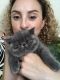 Exotic Shorthair Cats for sale in Merced, CA, USA. price: NA