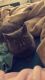 Exotic Shorthair Cats for sale in Merced, CA, USA. price: $800