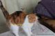 Exotic Shorthair Cats for sale in Aurora, CO, USA. price: $600