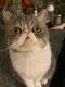 Exotic Shorthair Cats for sale in New York, NY, USA. price: NA