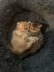 Exotic Shorthair Cats for sale in Miami, FL, USA. price: NA