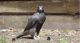 Falcon Birds for sale in Ashland, VA 23005, USA. price: $1,200