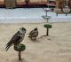 Falcon Birds for sale in East Los Angeles, CA, USA. price: NA
