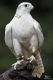 Falcon Birds for sale in Chicago, IL, USA. price: NA