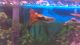 Fancy Tail Guppy Fishes for sale in PA-940, Freeland, PA 18224, USA. price: NA
