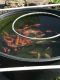 Fantail goldfish Fishes for sale in Butler, PA, USA. price: NA
