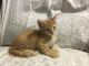 Farm Cat Cats for sale in New Holland, PA 17557, USA. price: $125
