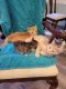 Farm Cat Cats for sale in Hawkeye, IA 52147, USA. price: NA