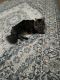 Farm Cat Cats for sale in Windermere, FL 34786, USA. price: NA
