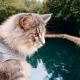 Farm Cat Cats for sale in 1213 S Soto St, Los Angeles, CA 90023, USA. price: NA