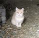 Farm Cat Cats for sale in Odon, IN 47562, USA. price: NA