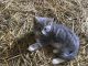 Farm Cat Cats for sale in Lafayette, TN 37083, USA. price: NA