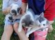 Farm Cat Cats for sale in Wilton, CA, USA. price: $40