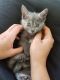 Farm Cat Cats for sale in Chapel Hill, TN 37034, USA. price: NA