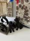 Farm Cat Cats for sale in Moses Lake, WA 98837, USA. price: NA