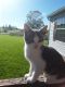 Farm Cat Cats for sale in Sayre, PA 18840, USA. price: $20