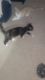 Farm Cat Cats for sale in Palmdale, CA, USA. price: $25