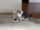 Farm Cat Cats for sale in Kennewick, WA, USA. price: $100