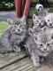 Farm Cat Cats for sale in Paxinos, PA 17860, USA. price: $10