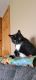 Farm Cat Cats for sale in Potosi, WI 53820, USA. price: NA