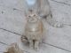 Farm Cat Cats for sale in Larwill, IN 46764, USA. price: NA