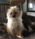 Farm Cat Cats for sale in Enumclaw, WA 98022, USA. price: $25