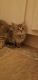 Farm Cat Cats for sale in Peoria, AZ 85381, USA. price: $50