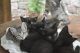 Farm Cat Cats for sale in Manheim, PA 17545, USA. price: NA