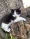 Farm Cat Cats for sale in 12002 S Casto Rd, Oregon City, OR 97045, USA. price: NA