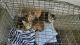 Farm Cat Cats for sale in Holland, MI 49423, USA. price: $1