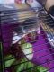 Fat Mouse Rodents for sale in Monroe, WA, USA. price: NA