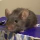 Fat Mouse Rodents for sale in Wauconda, IL, USA. price: NA