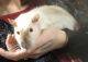 Fat Mouse Rodents for sale in Midland, MI, USA. price: NA