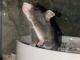 Fat Mouse Rodents for sale in Baltimore, MD, USA. price: NA