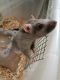 Fat Mouse Rodents for sale in Dayton, OH 45419, USA. price: NA