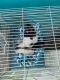 Feeder Rats Rodents for sale in Fayetteville, NC, USA. price: $5