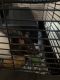 Feeder Rats Rodents for sale in Oceanside, CA, USA. price: NA