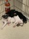 Feist Puppies for sale in Croswell, MI 48422, USA. price: $150