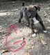 Feist Puppies for sale in Hardeeville, SC 29927, USA. price: NA