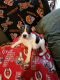Feist Puppies for sale in Chillicothe, OH 45601, USA. price: $300