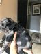 Feist Puppies for sale in Wilton, CA, USA. price: $1,300