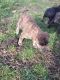 Feist Puppies for sale in Wellston, OH, USA. price: NA