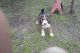 Feist Puppies for sale in Winona, MS, USA. price: $120