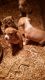 Feist Puppies for sale in West Branch, MI 48661, USA. price: $300