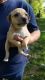 Feist Puppies for sale in West Branch, MI 48661, USA. price: $300