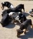 Feist Puppies for sale in Van Buren, AR 72956, USA. price: $100