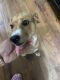 Feist Puppies for sale in Greenville, SC, USA. price: NA