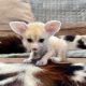 Fennec Fox Animals for sale in Co Rd 2206, Canton, TX 75103, USA. price: $1,900