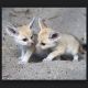 Fennec Fox Animals for sale in Los Angeles, California. price: NA