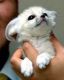 Fennec Fox Animals for sale in Los Angeles, California. price: NA